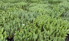 News image: Divers assortiment en unieke CATT-proeven tijdens de CNB Marktbroeishow!